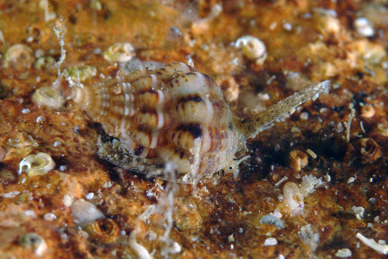 Piccolo prosobranco = Nassarius incrassatus